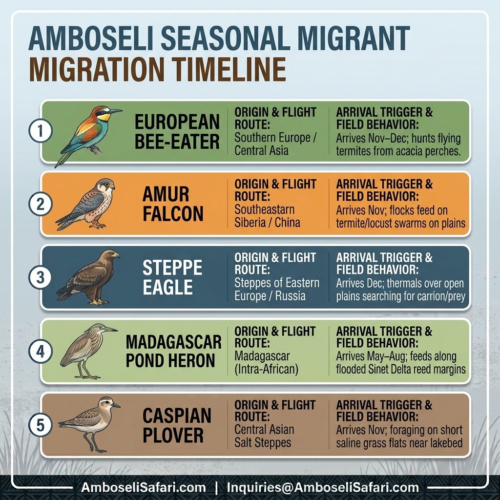 Infographic showing origin, flight routes, and arrival behaviors for migratory bird species visiting Amboseli's wetlands.