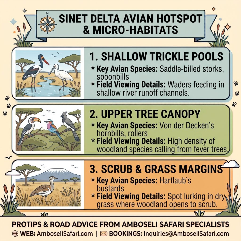 Infographic detailing Sinet Delta birding zones: shallow trickle pools, fever tree canopies, and scrub grass margins.
