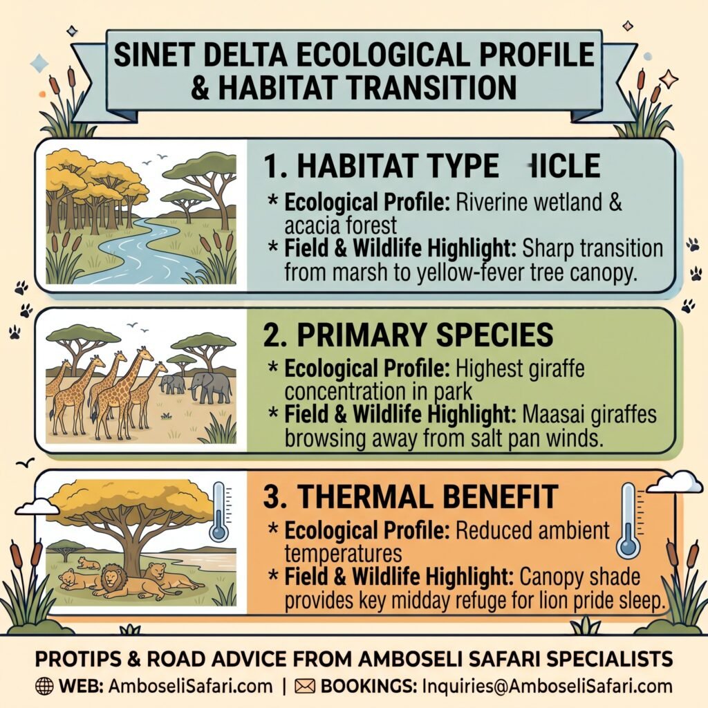 Infographic detailing Sinet Delta's riverine acacia habitat, high Maasai giraffe concentration, and cool canopy thermal benefit.